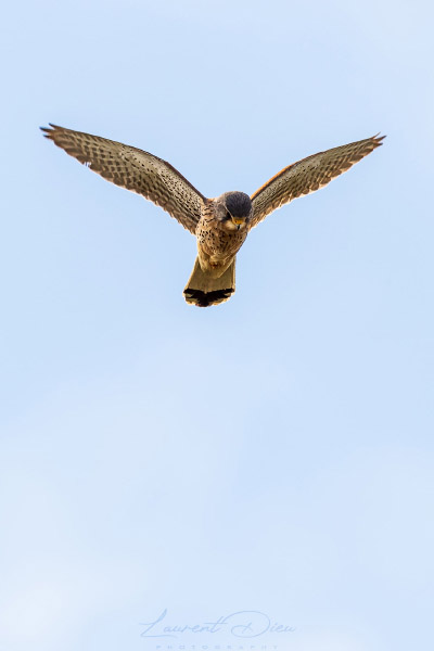 Faucon crécerelle (Falco tinnunculus) Common Kestrel. Canon EOS 7D Mark II - Canon EF 500mm f/4L IS USM.